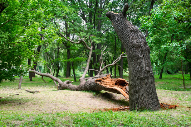 Reliable Speers, PA Tree Care Solutions