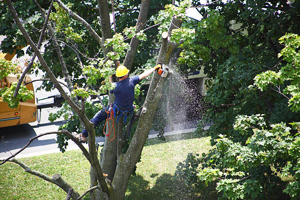 How Our Tree Care Process Works  in  Speers, PA